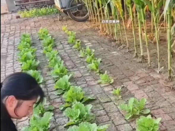 女子在砖缝里种菜 会种菜的和不会种菜的都惊了 网友:强者从不抱怨