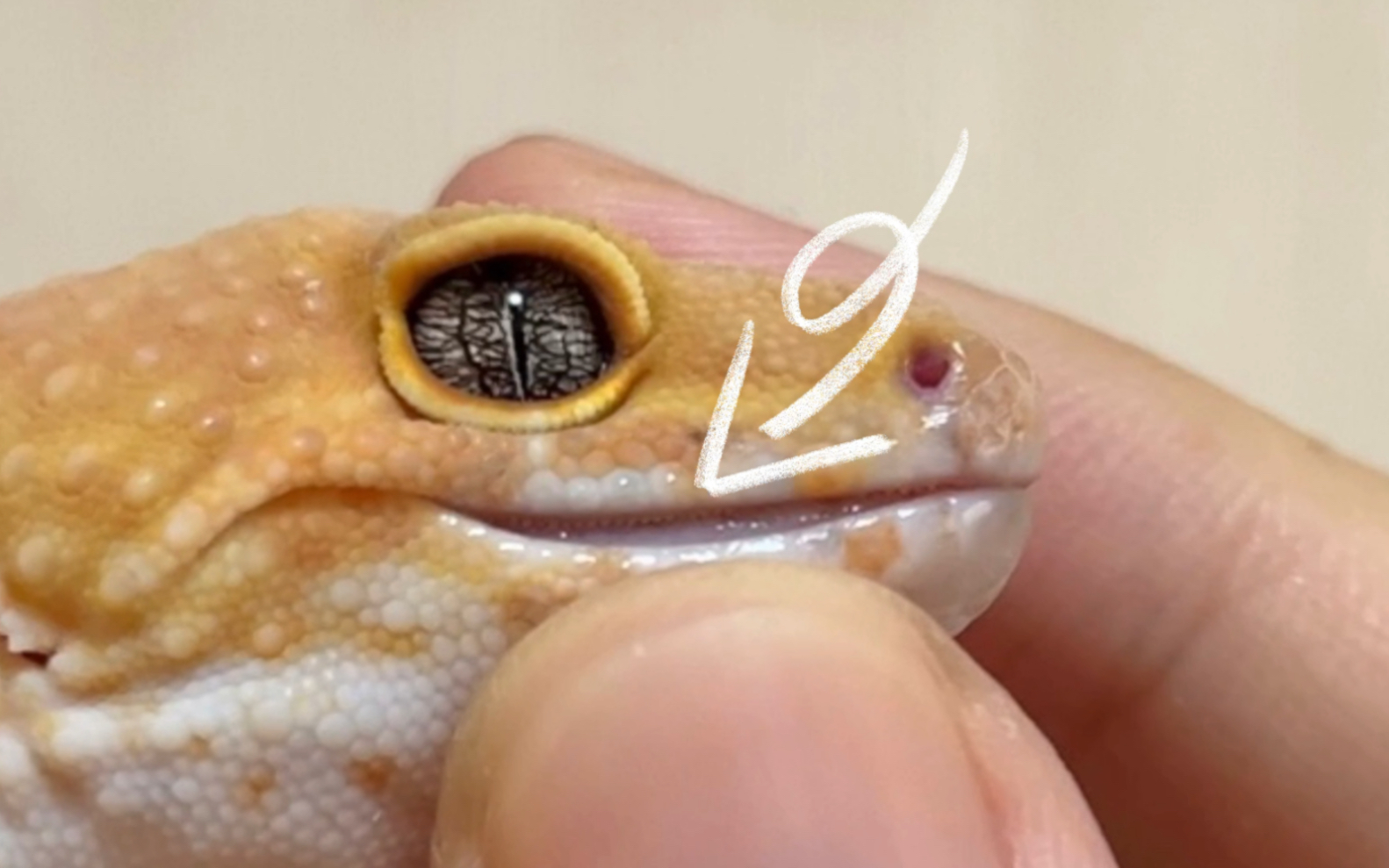 豹纹守宫的牙齿到底什么样