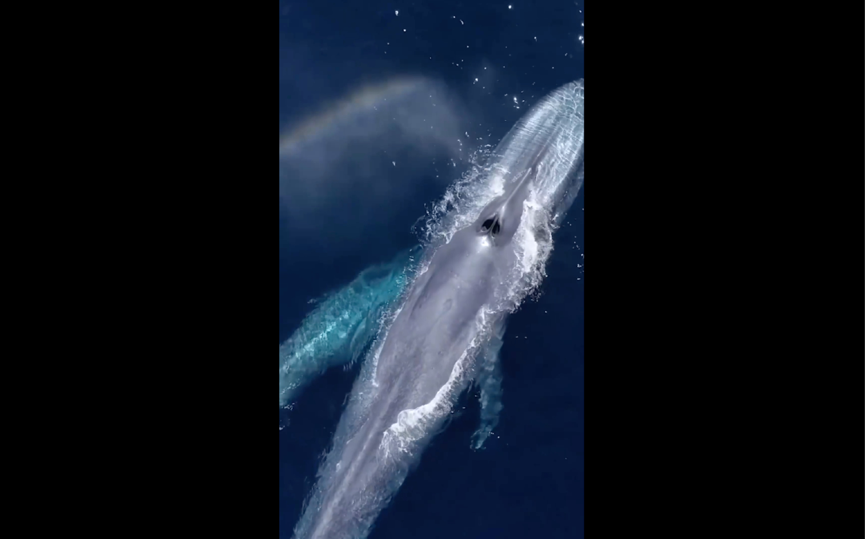 【彩虹桥】航拍蓝鲸妈妈带娃 ,一呼一吸间便是一道美丽的彩虹