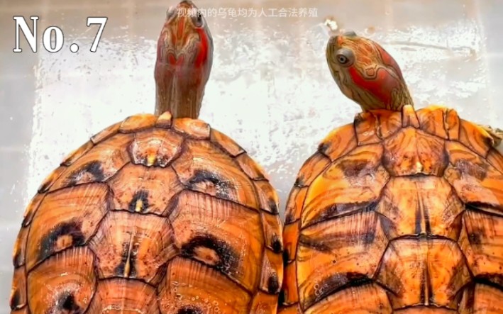 no.7蜡笔变异巴西龟