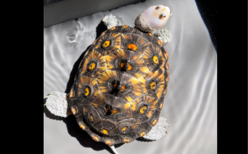 【锦钻纹龟】与太阳相比,无论多么厉害的人工光线,都无法展现生命最美