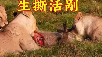生撕活剐