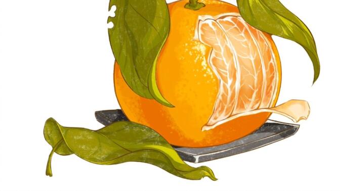 水果插画临摹练习打卡 橘子篇