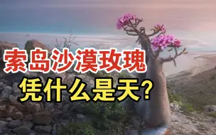 Download Video: 第469弹:索岛沙漠玫瑰Adeniumsocotranum，凭什么说是块根天花板？