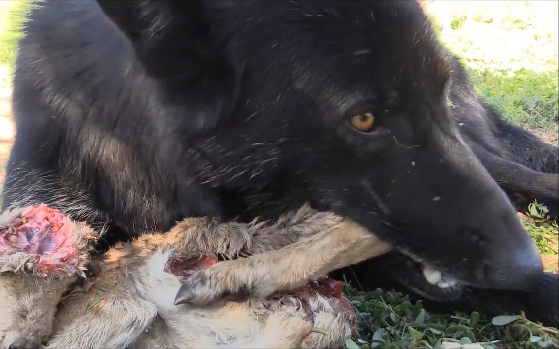 【黑狼lorne】狼吃掉一整只猎物【警告:可能引起不适】