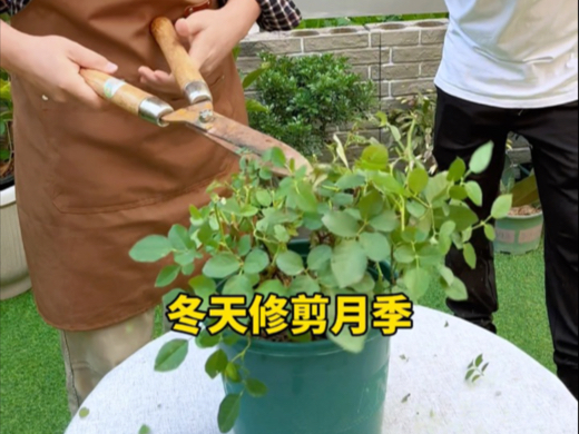 月季花冬季剪枝方法图片