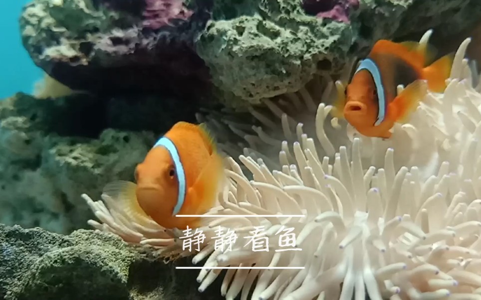 【“深海”水族馆】静静看鱼哔哩哔哩bilibili