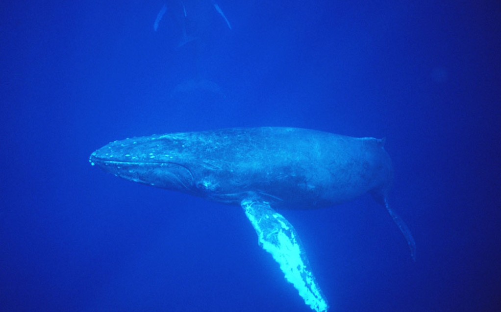 鯨歌 whale song 前奏 低音e哨笛