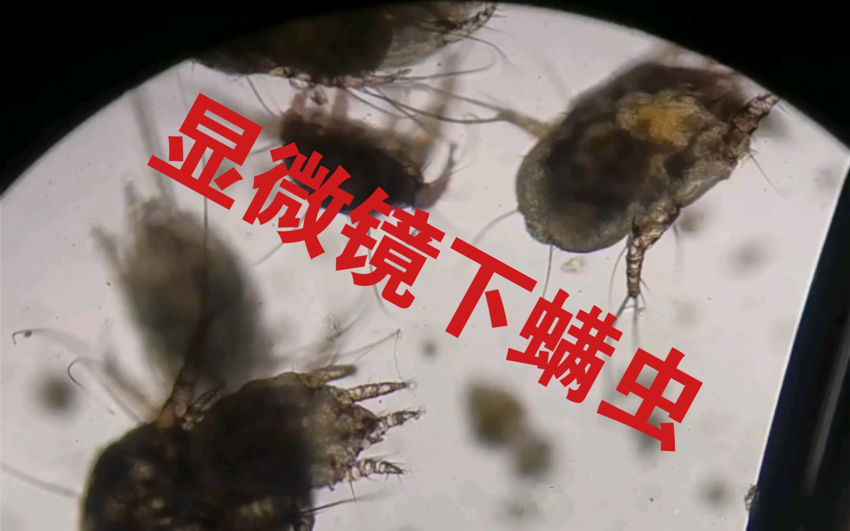 猫咪耳道里的螨虫