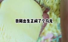 乌龙萌宝/全文在(QQ阅读)app免废看哔哩哔哩bilibili