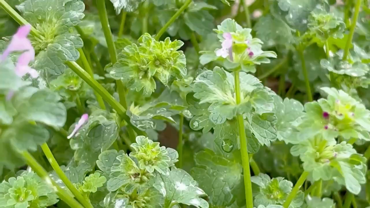 宝盖草,俗称宝塔草,中药材!