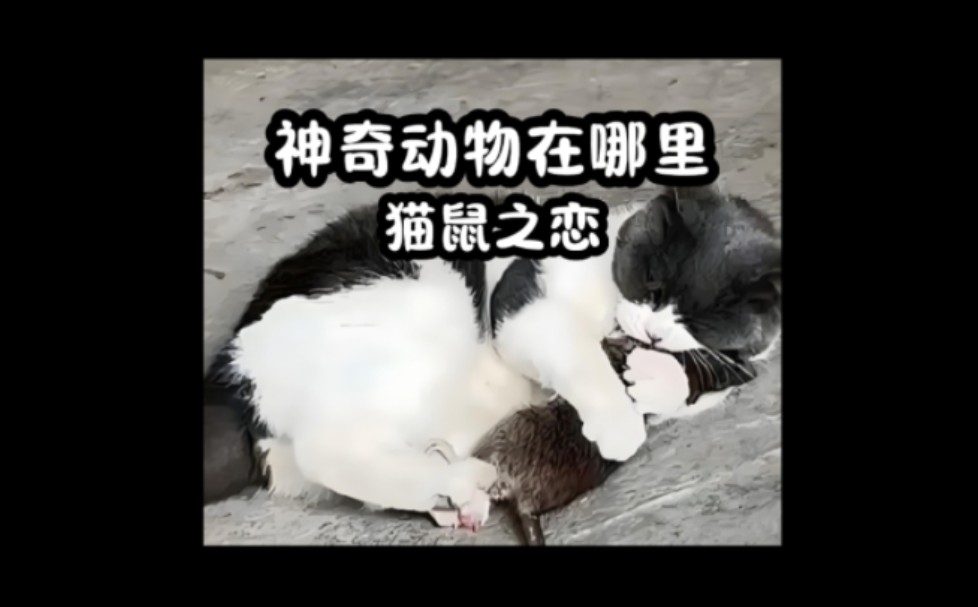 神奇动物在哪里-猫鼠之恋
