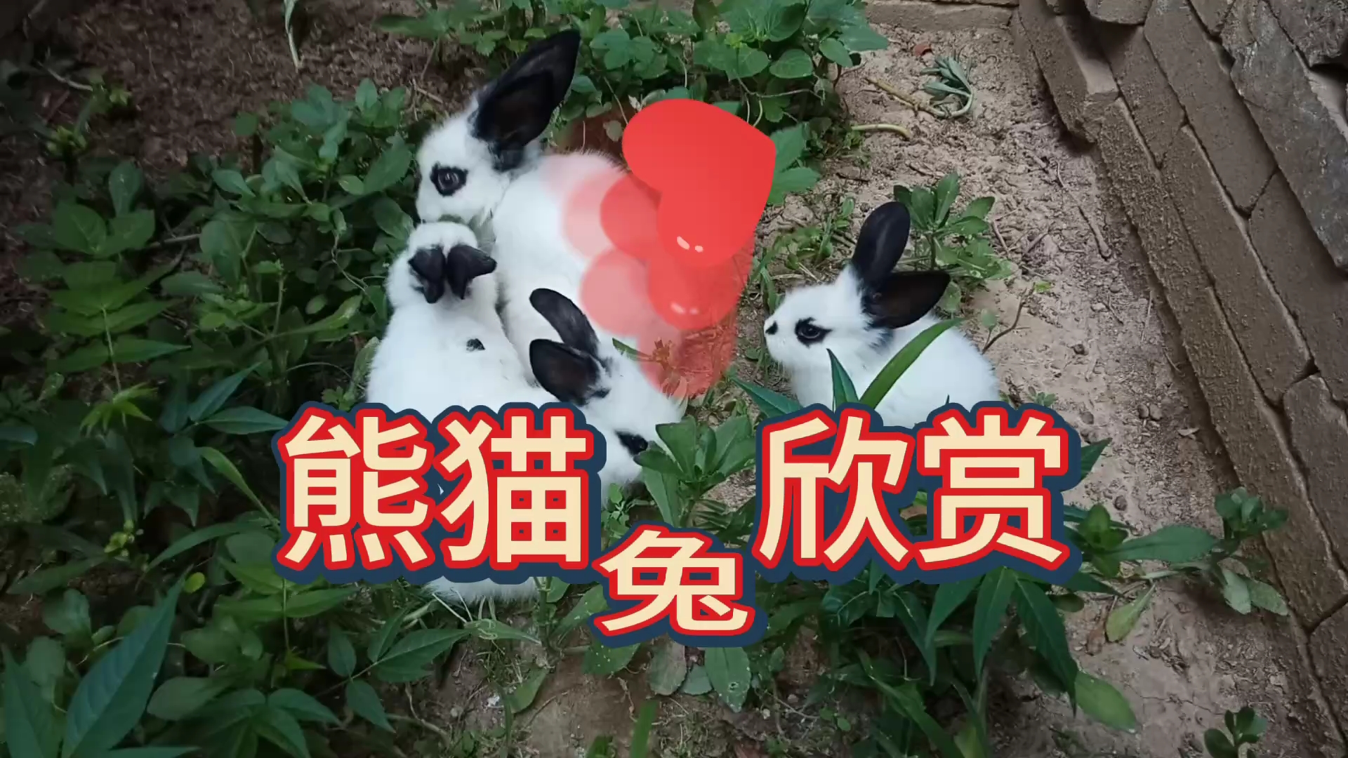 熊猫兔欣赏,你永远不懂我!