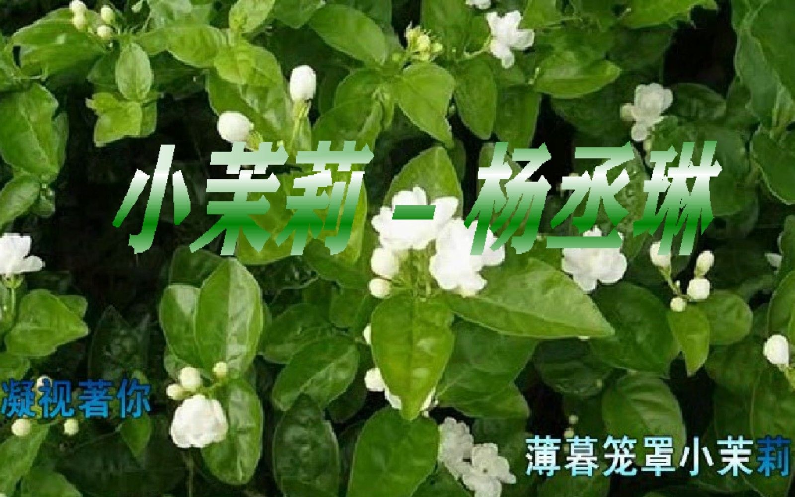 活动  小茉莉 - 杨丞琳,白色花瓣纯洁清晰又美丽,微笑绽放不言