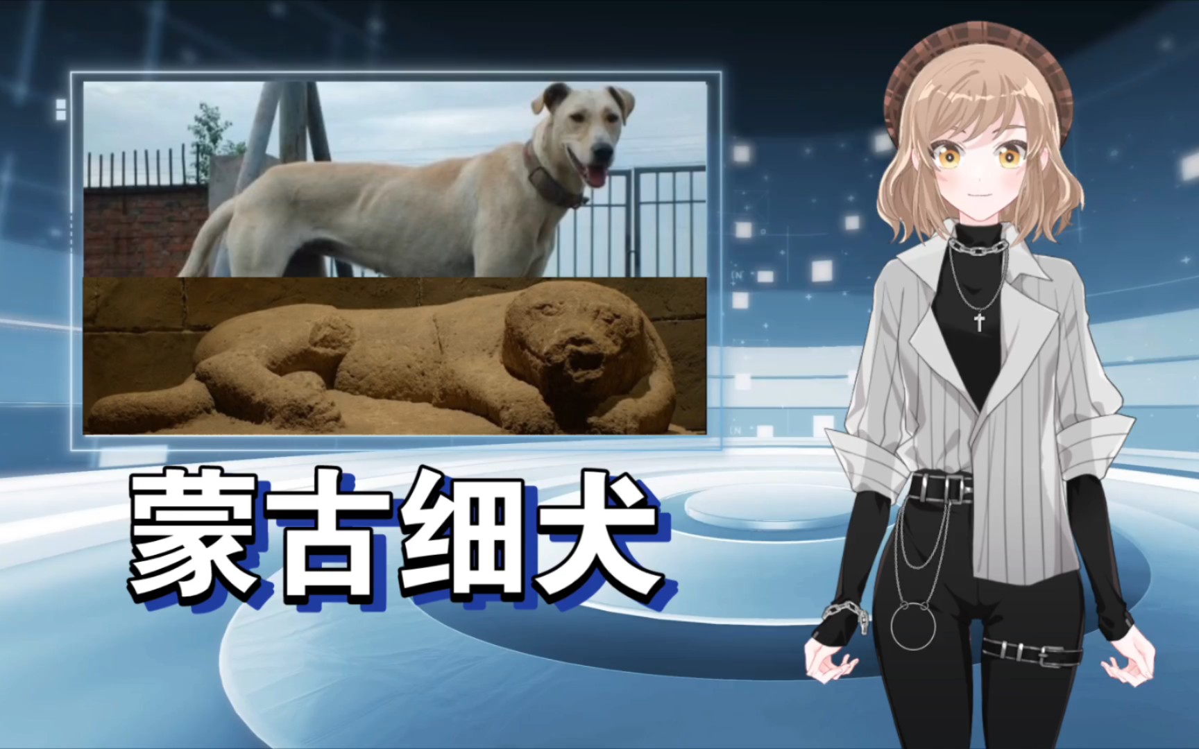 中国的土狗之蒙古细犬98