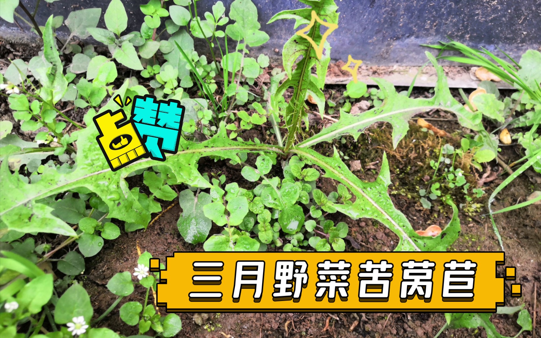 三月野菜苦莴苣