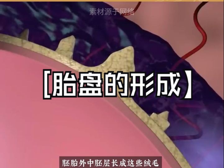 动画科普:胎盘的形成与作用哔哩哔哩bilibili