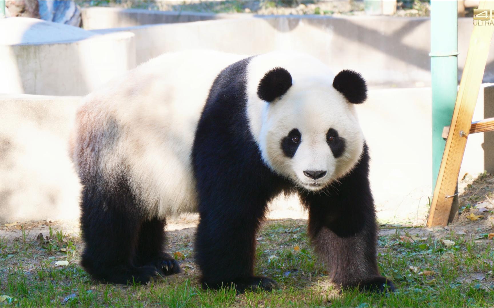 【大熊猫喜乐】站在树荫下草坪中的长腿小淑女 你怎么又愣神了?