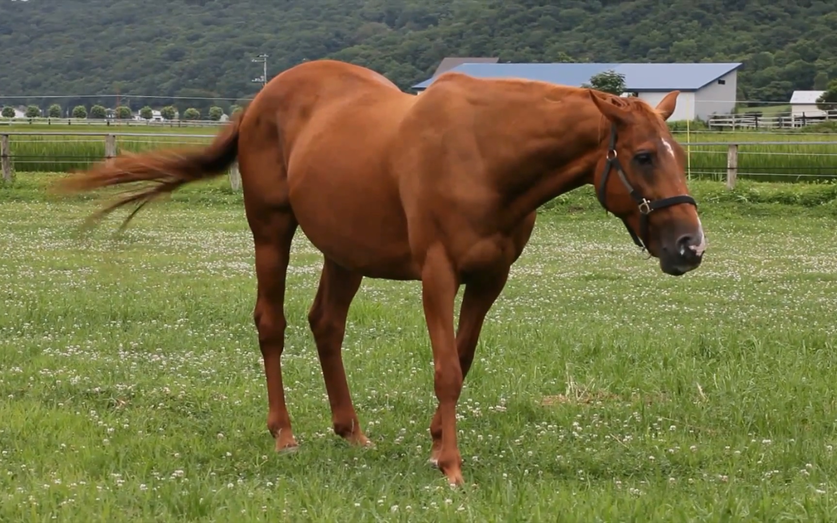 生野狄杜斯 康康麦昆老婆干饭