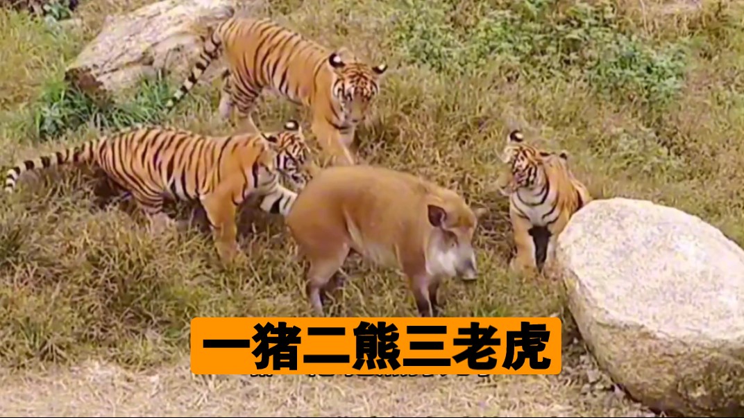 民间流传的"一猪二熊三老虎" 究竟是什么意思?