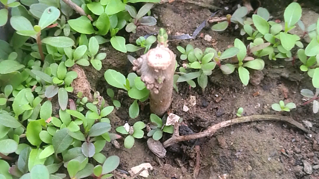 活动作品5月9号茉莉花争先恐后的发芽