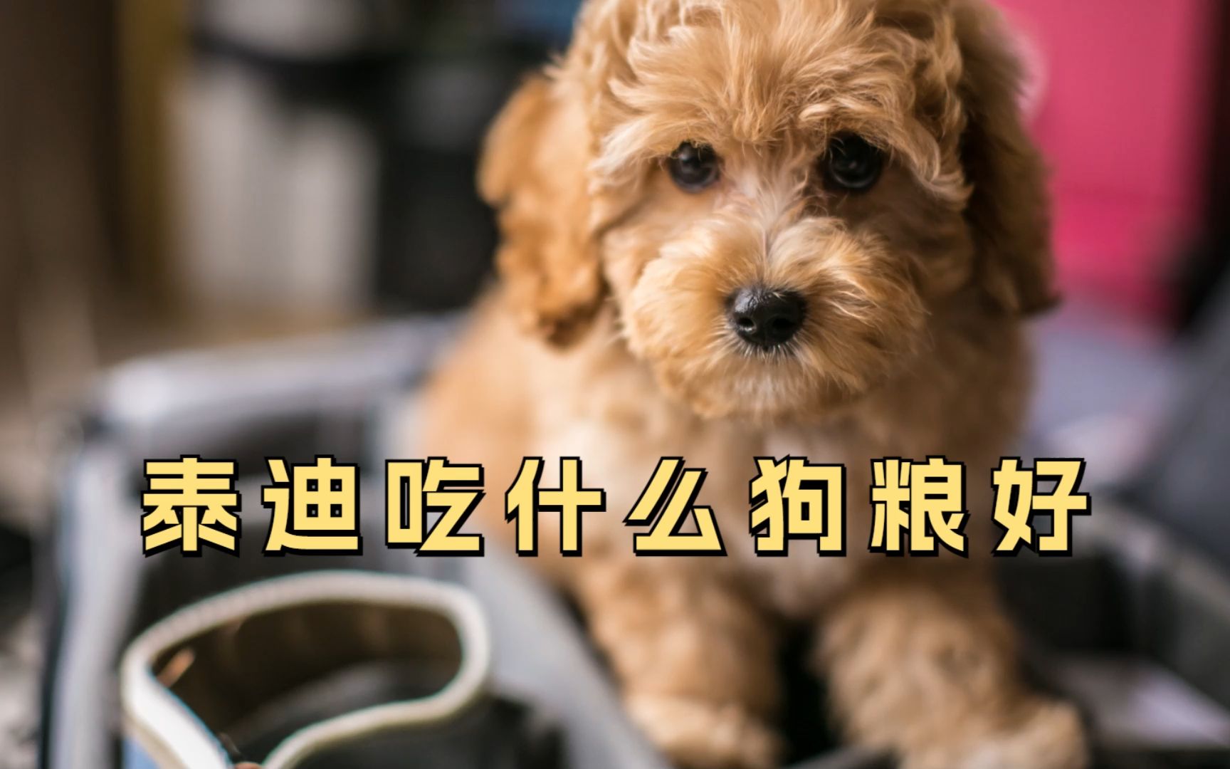 十大狗粮品牌排行榜_新手养狗必选“狗粮榜单”,千万...