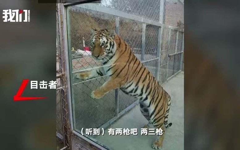 南阳2只老虎咬死饲养员出逃被击毙 目击者:听到砰砰2枪 有救护车在场哔哩哔哩bilibili