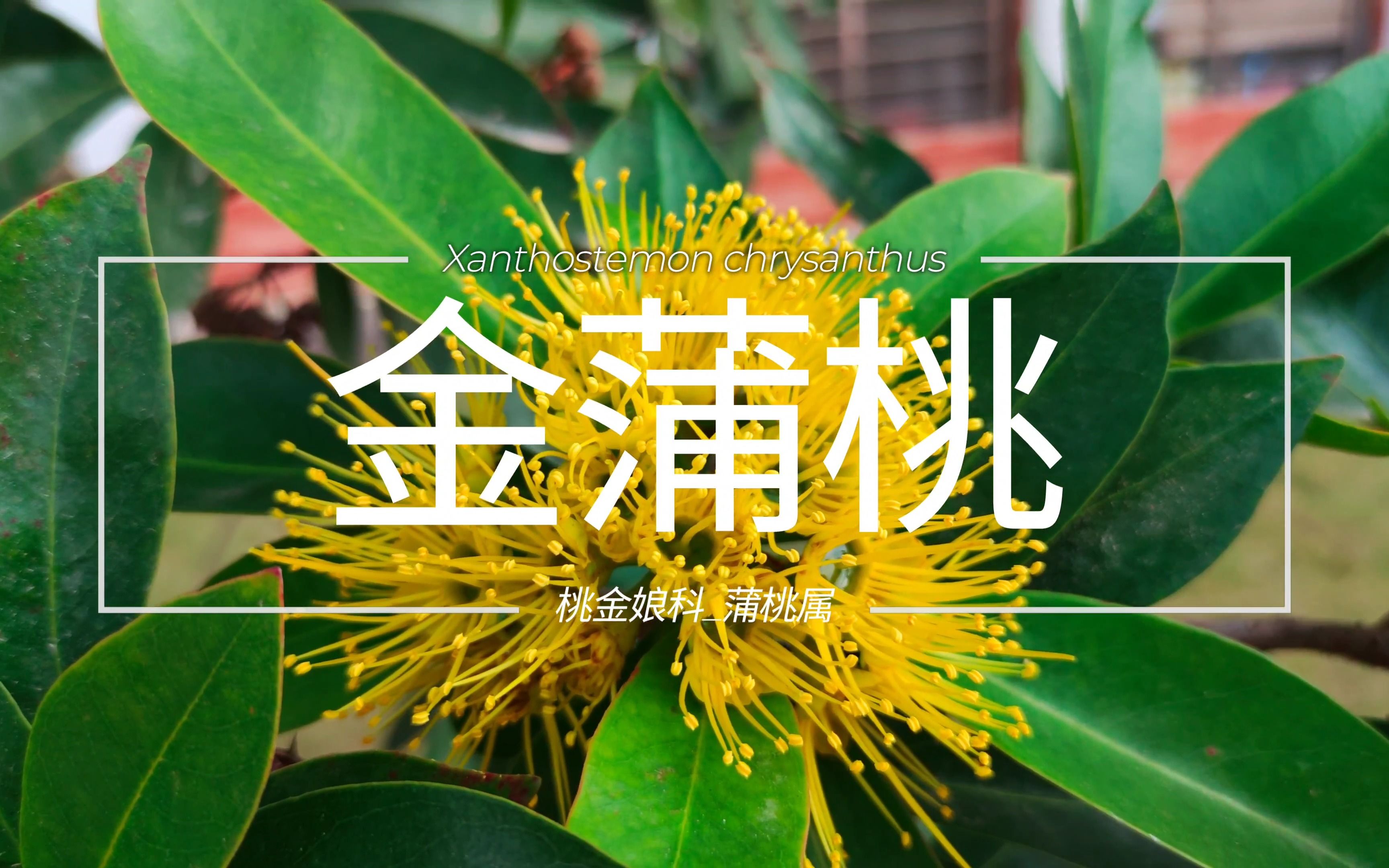 【植物笔记】金蒲桃哔哩哔哩bilibili