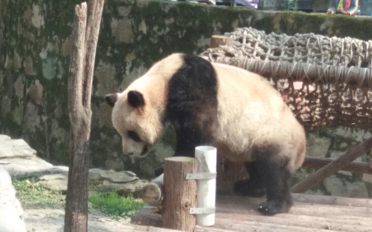 【大熊猫】上海动物园熊猫的悠闲生活!哔哩哔哩bilibili