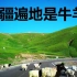 新疆遍地是牛羊？新疆人告诉你不是的！自然美景新疆伊犁那拉提草原旅行记录说走就走的旅行旅行日记旅行分享旅行记录