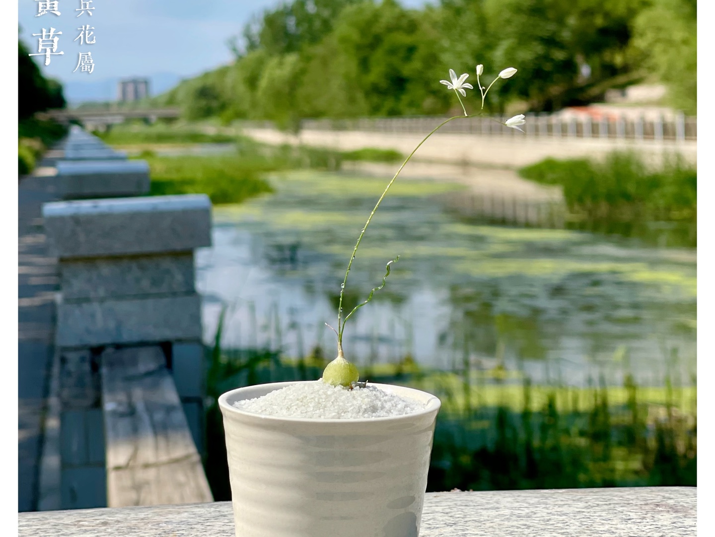 今天不发兰科植物,今天分享一个绿色小可爱:狂乱弹簧草(Albuca osmynella),天门冬科哨兵花属的微形球根植物.哔哩哔哩bilibili