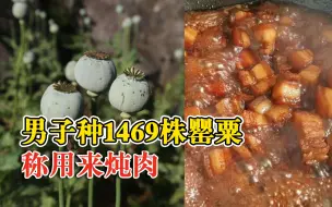 Video herunterladen: 男子种1469株罂粟称用来炖肉，被判有期徒刑三年并处罚金三万元