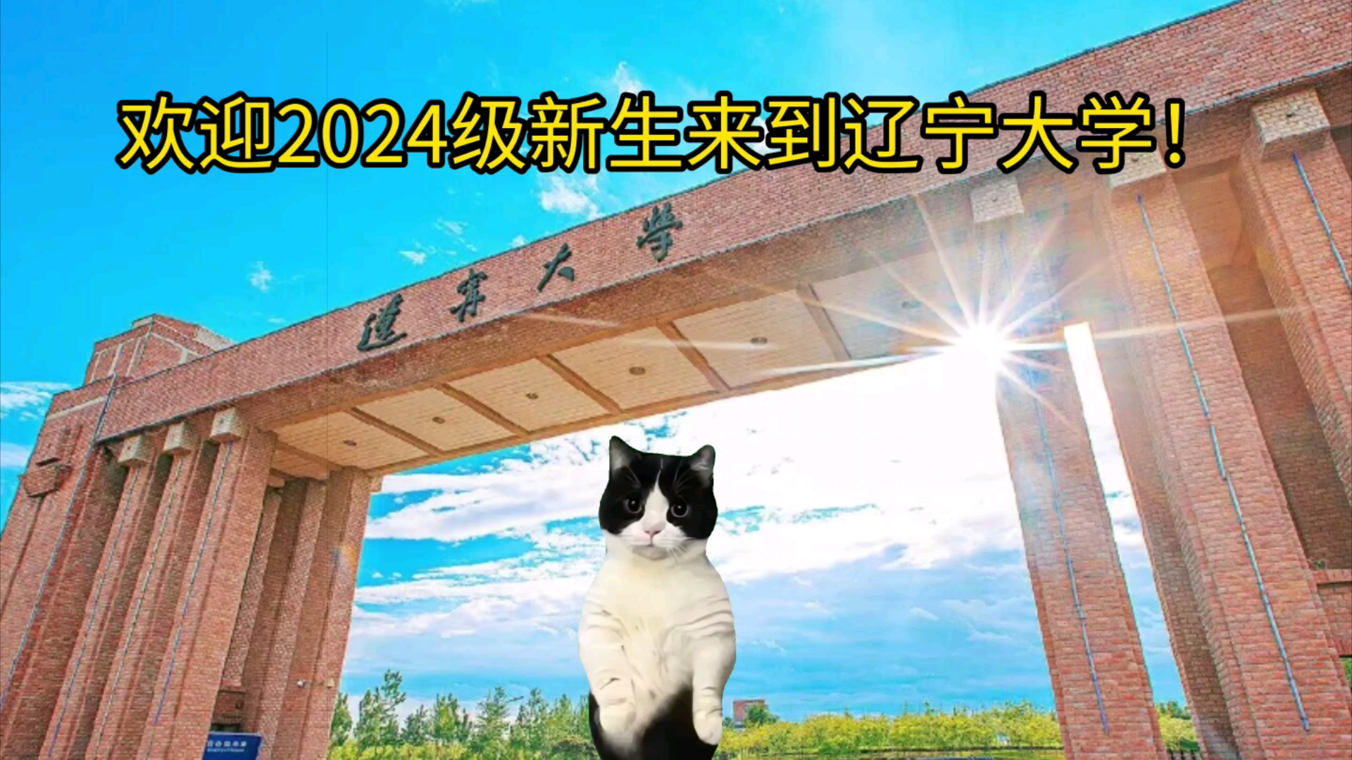 用猫meme带大家看辽宁大学哔哩哔哩bilibili