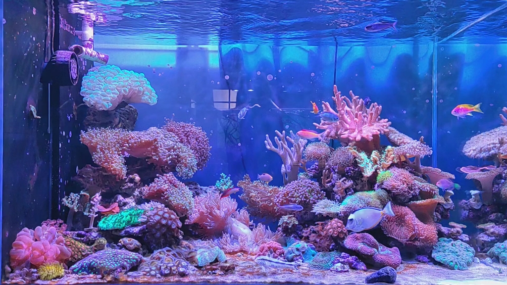 五个月海缸,珊瑚损耗一个刚切的榔头一个掉进石缝的气泡,鱼饲养损耗四