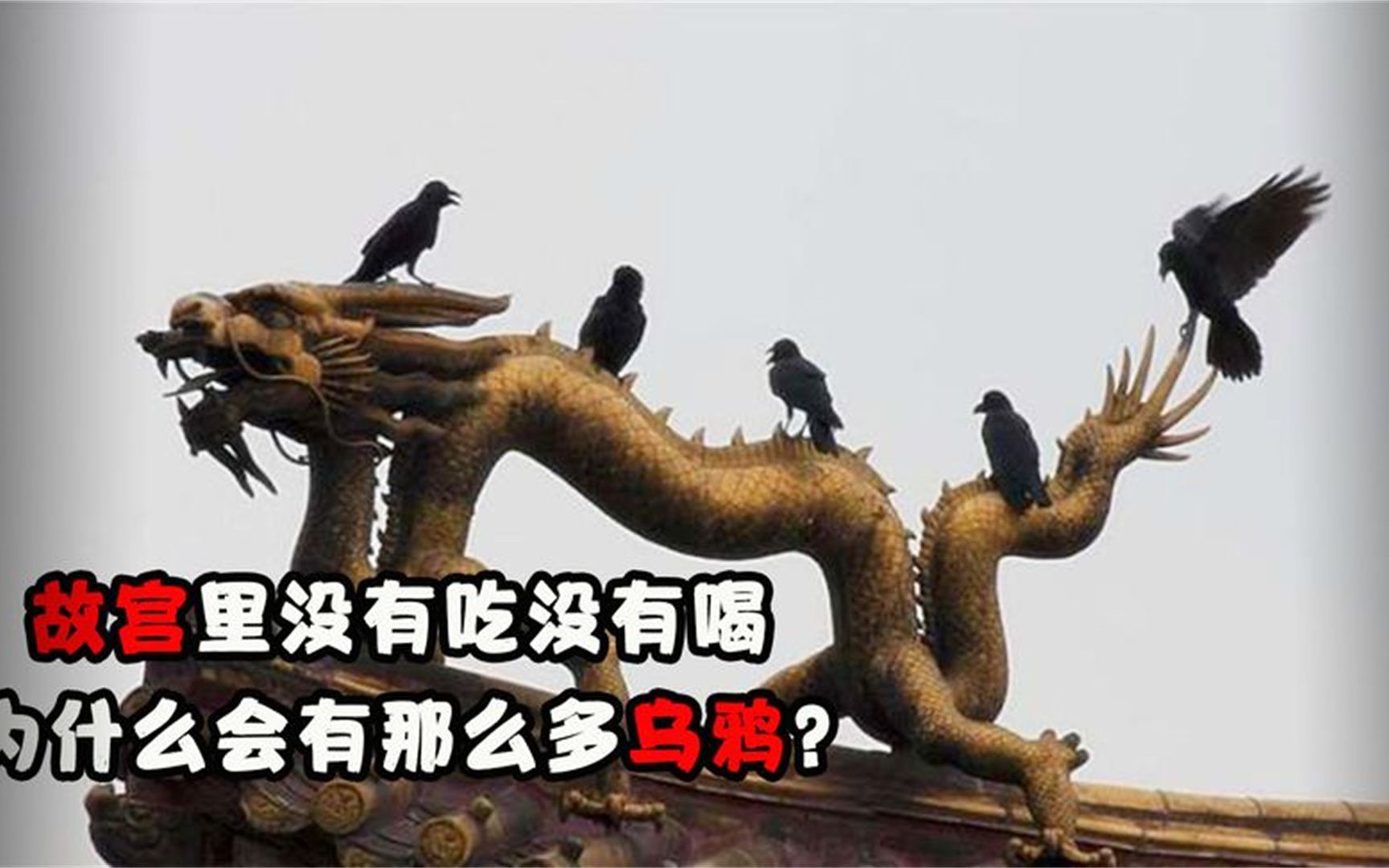 故宫里没有吃没有喝,为什么有那么多乌鸦?难道里面有什么?