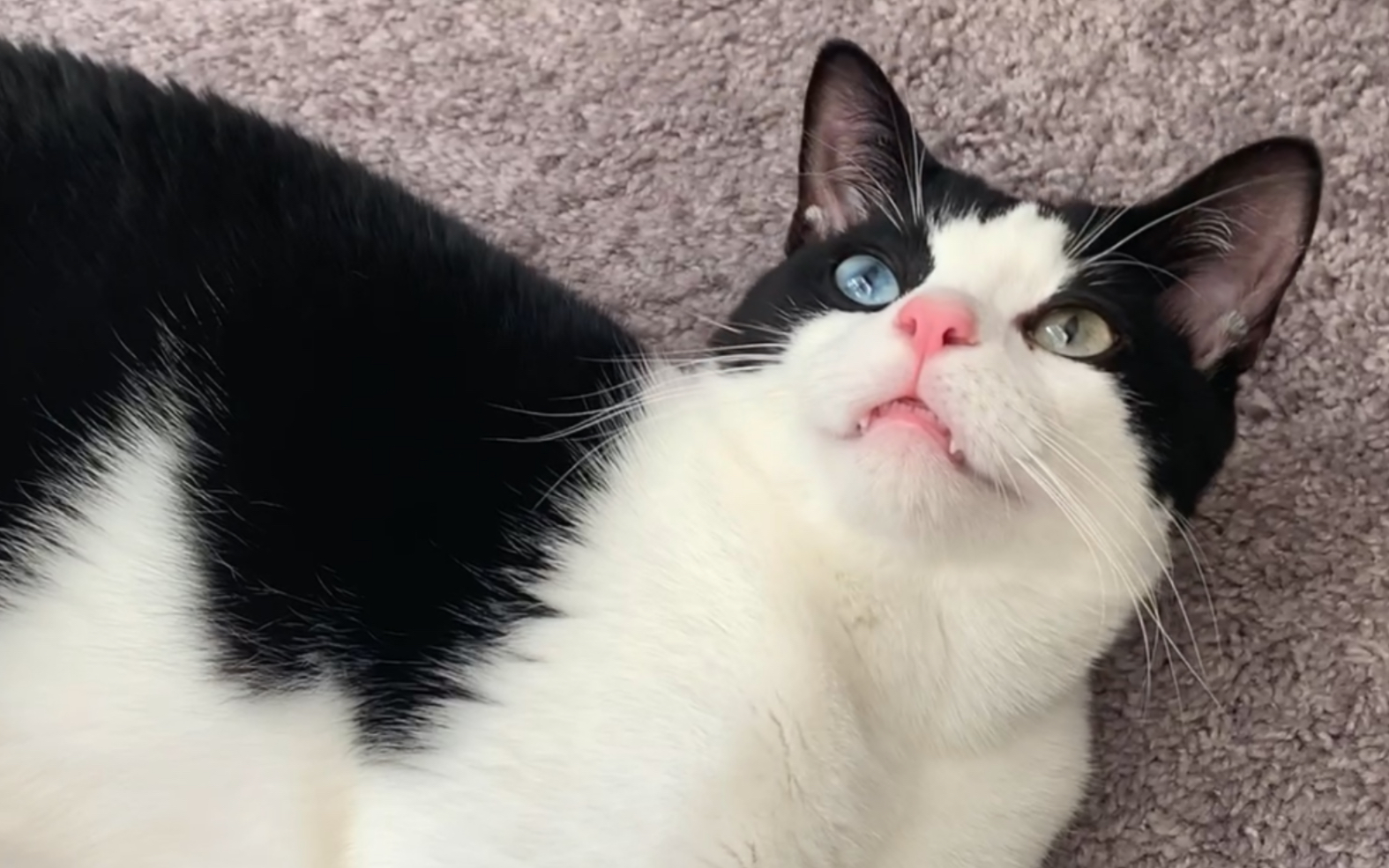 这是我不付费就能看的吗?全网最粉嫩异瞳奶牛