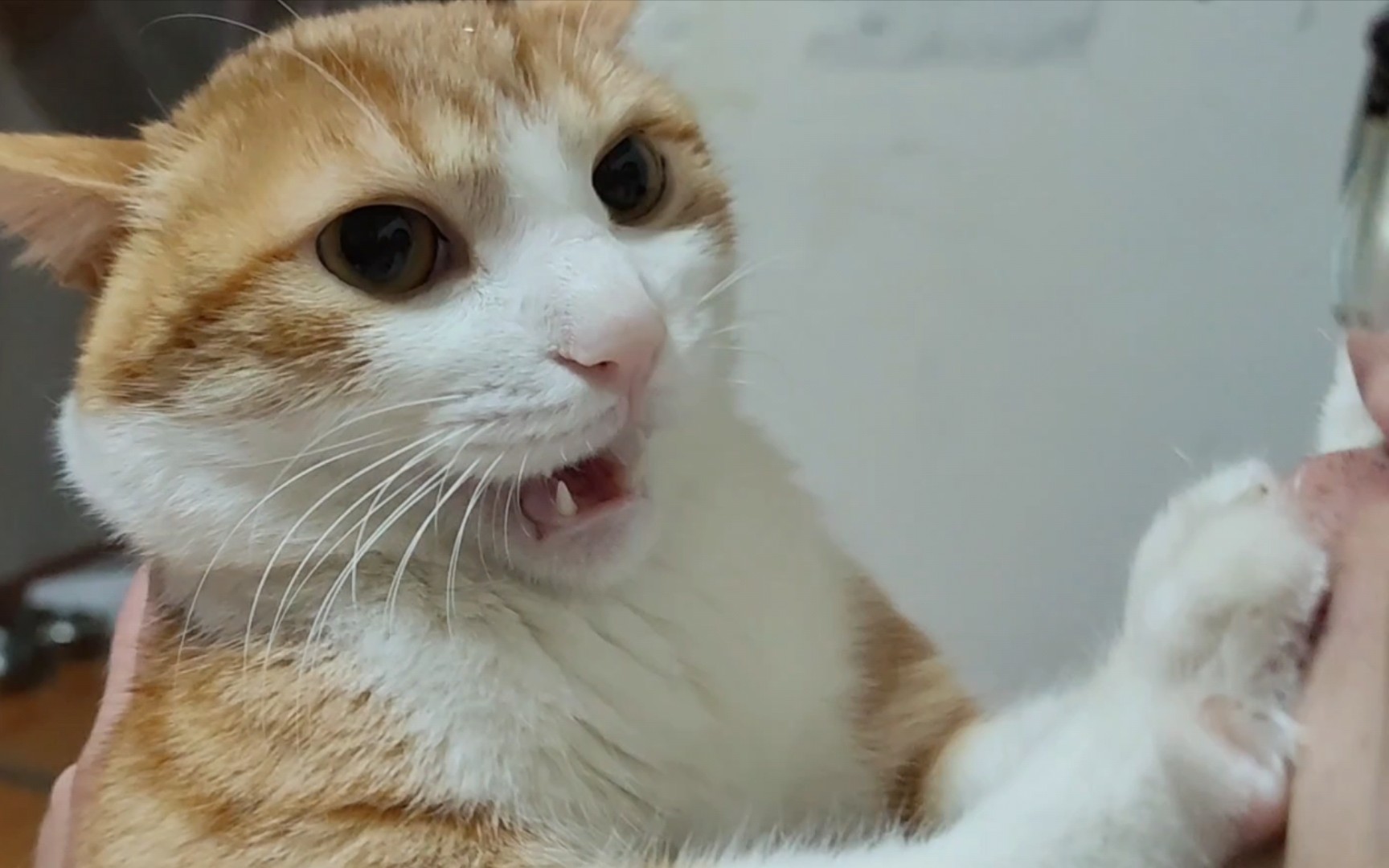 这种害羞的小猫咪一看就是想要被亲了