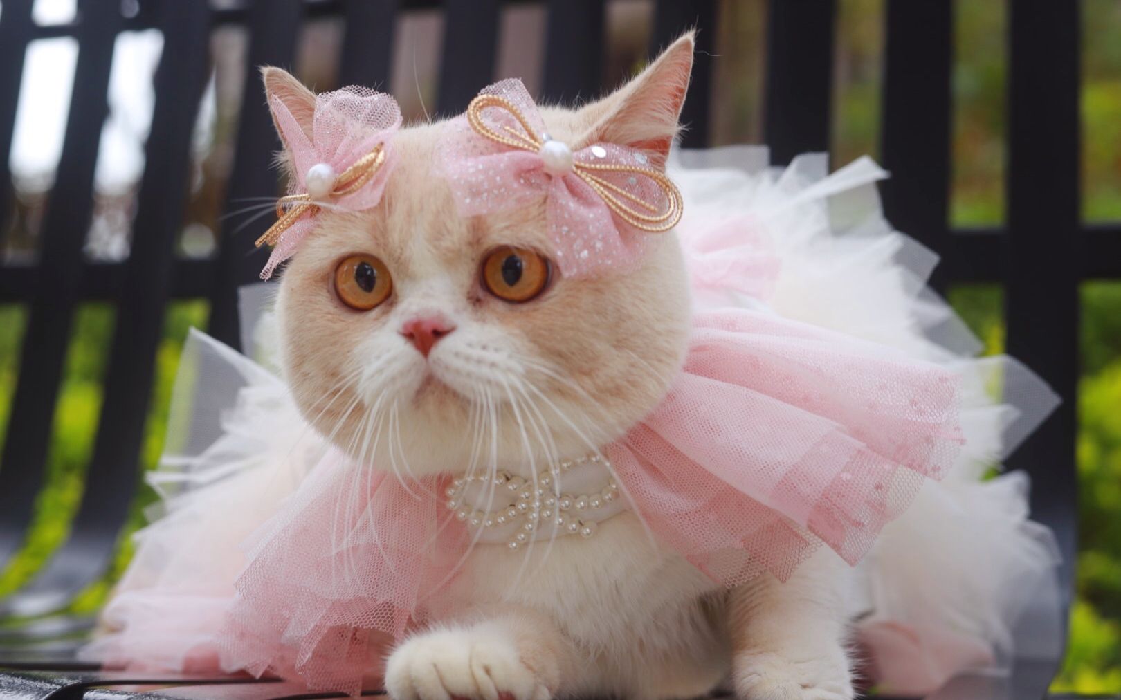 5只猫穿时装走秀,谁能c位出道?这才是真正的猫步!