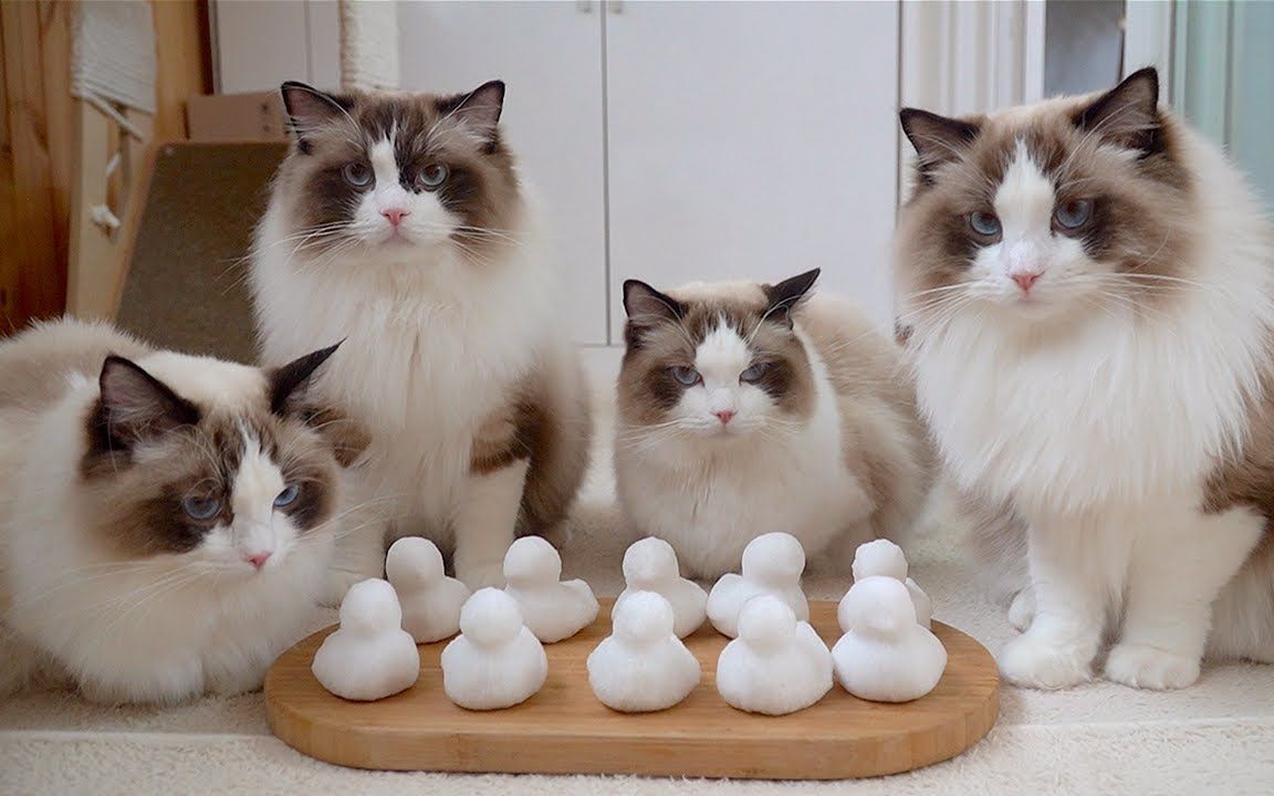 猫咪们并不喜欢小雪鸭【布偶猫 spoonful of ragdolls】哔哩哔哩bilibili