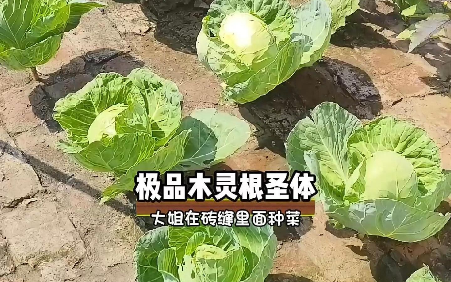 [图]没想到砖缝里竟然还能种菜