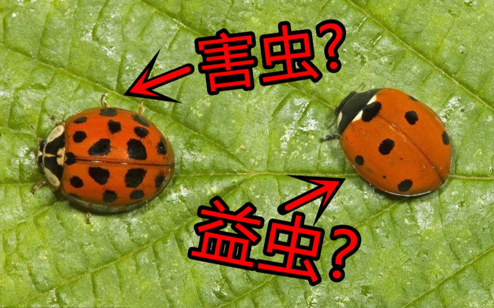 靠斑点判断瓢虫到底靠谱吗?