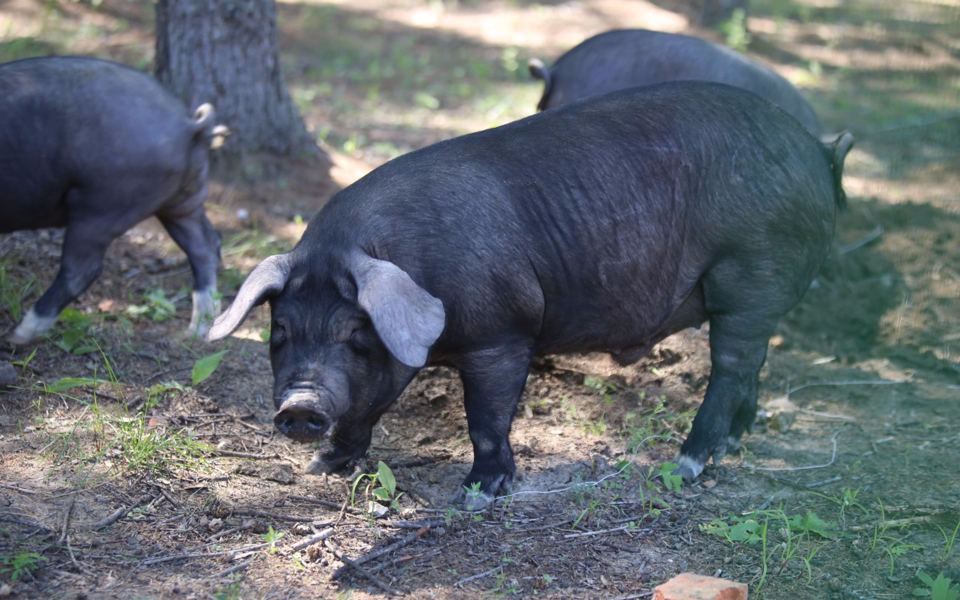 黑猪养殖技术 豫南黑猪养殖技术 养殖场地建设 饲料