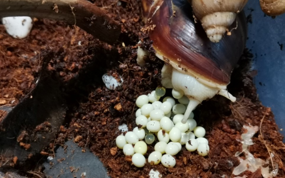 蜗牛会下蛋吗图片
