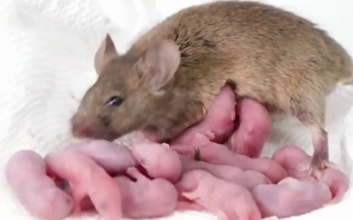 动物生宝宝 B站