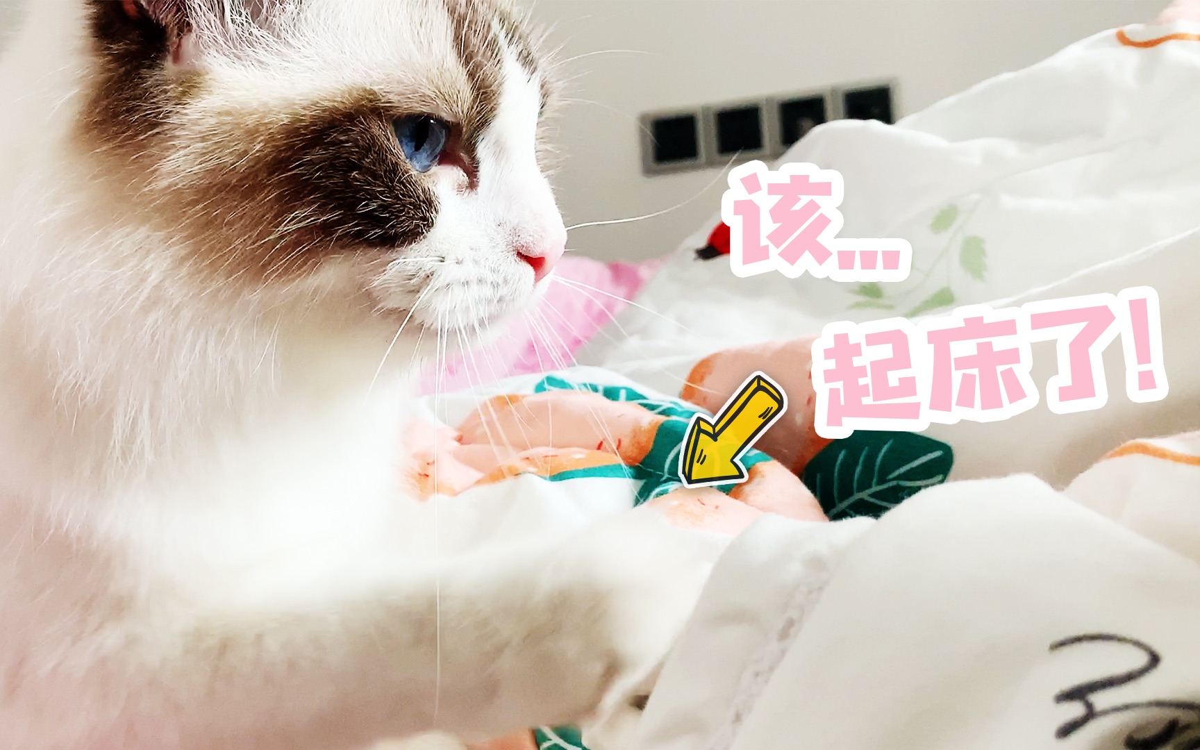 活动  猫咪叫人起床这么礼貌?可谁知床的诱惑太大,反倒把自己弄睡着了