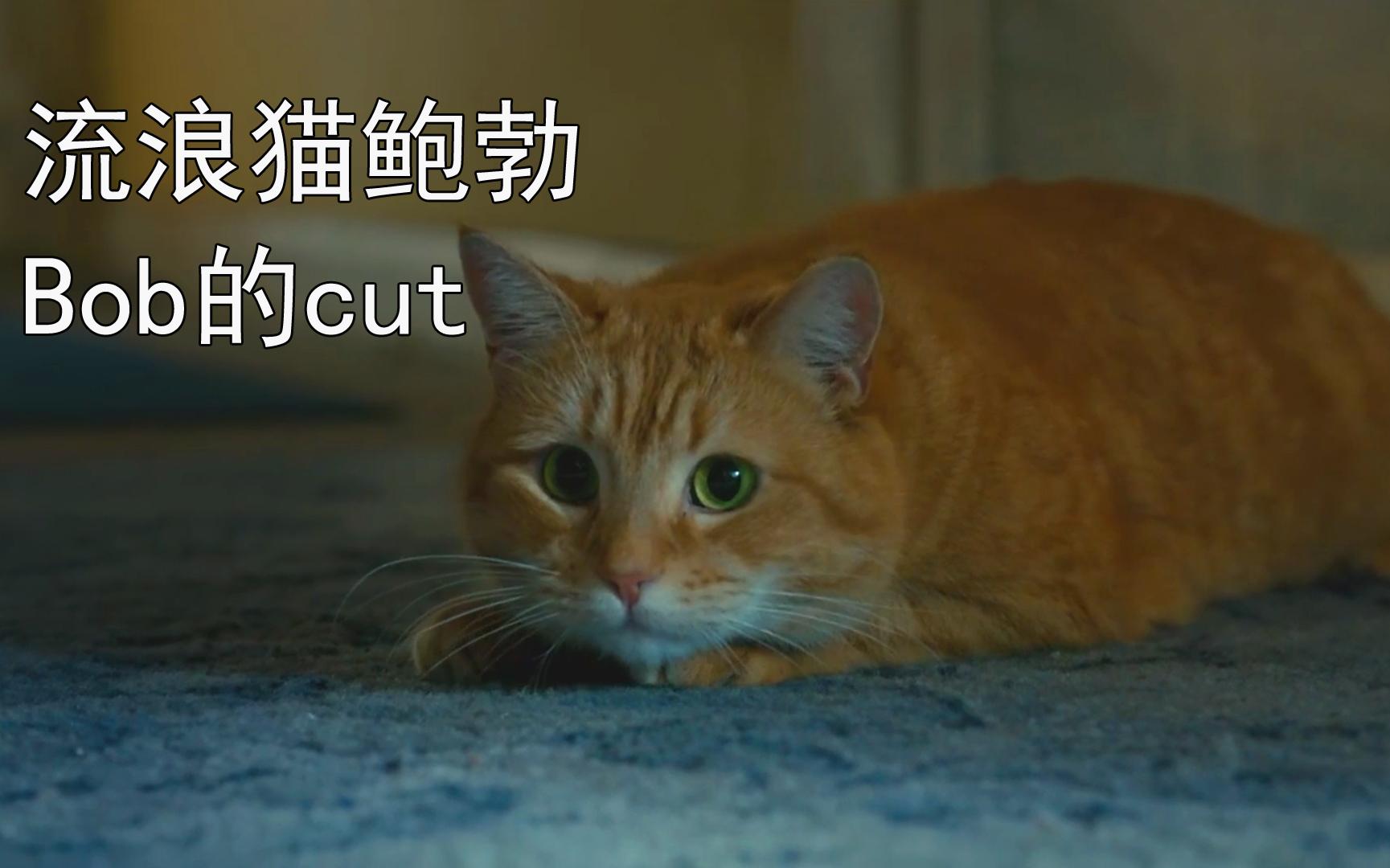 [图]鲍勃猫cut 14分钟的吸猫独享moment【流浪猫鲍勃cut】