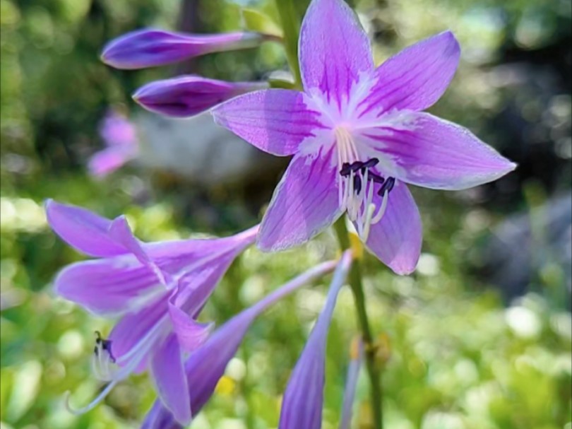 玉簪花,江南第一花,感知这个世间所有细微而朴素的美好.