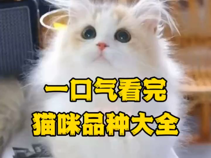 一口气看完猫咪品种大全哔哩哔哩bilibili