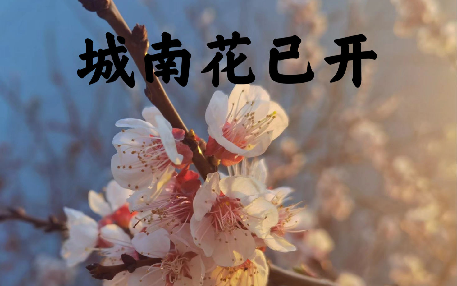 【钢琴】城南花已开_哔哩哔哩_bilibili