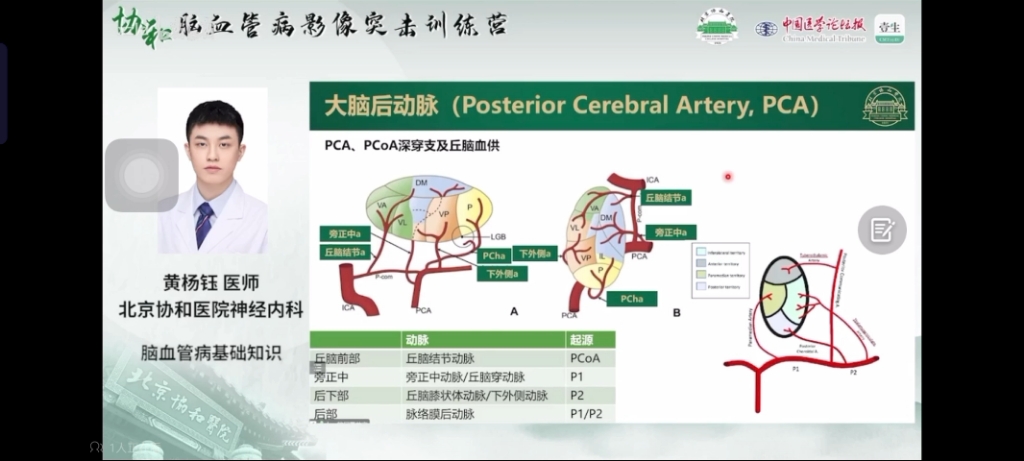 经典系列0007基底动脉分支,大脑后动脉分段及丘脑血供(前结P,旁穿1,后外膝2,后后后)哔哩哔哩bilibili